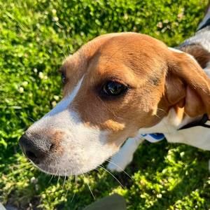 Meet your Posher, Wing